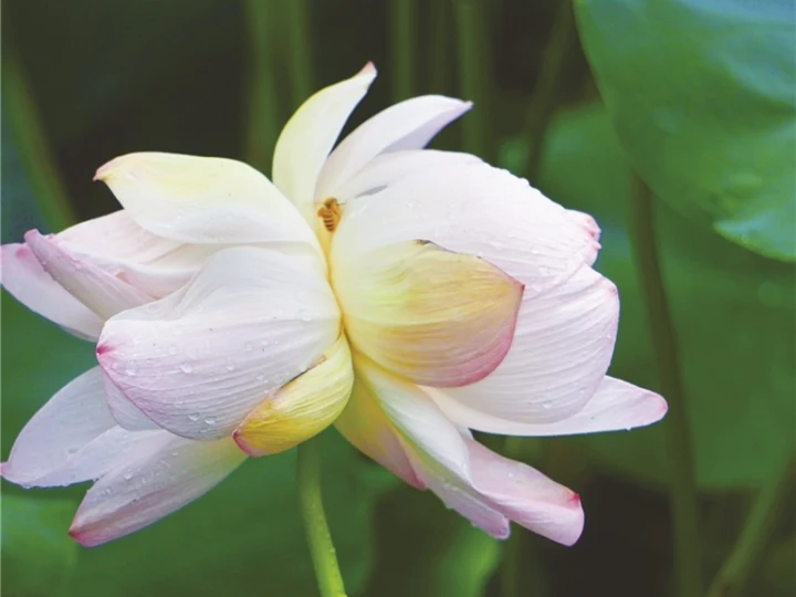 雙株并蒂蓮綻放 濠河水質(zhì)改善顯成效