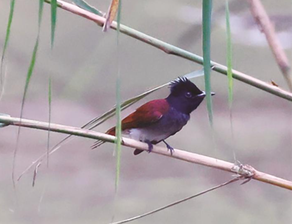 開沙島迎“林中仙子” 通州首次記錄壽帶蹤跡